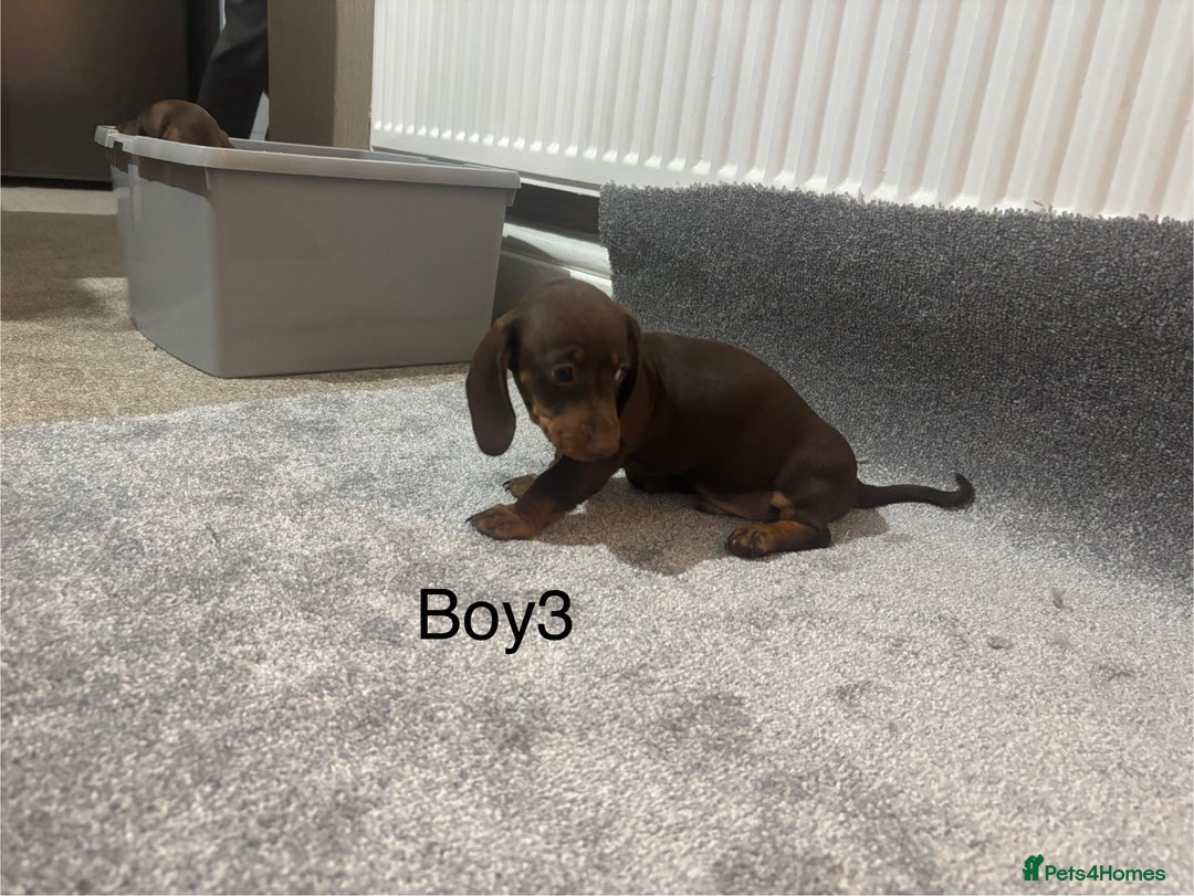 Miniature Dachshund dogs for sale: Chocolate dachshund babies  - Image 9