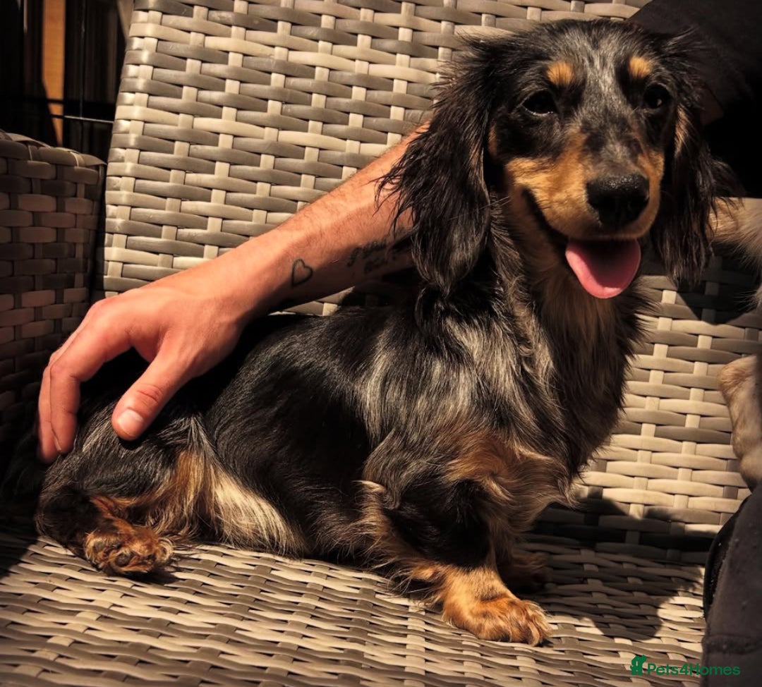 Miniature Dachshund dogs for sale: Black & Cream Long Haired - Image 9