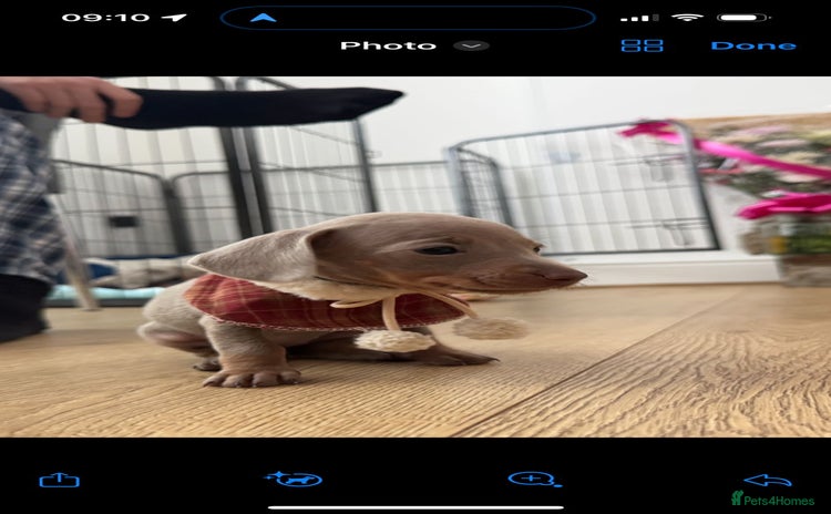 Miniature Dachshund dogs - Advert 1