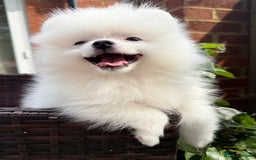 Pomeranian dogs for sale: Pom bears looking for loving homes❤️ - Image 5