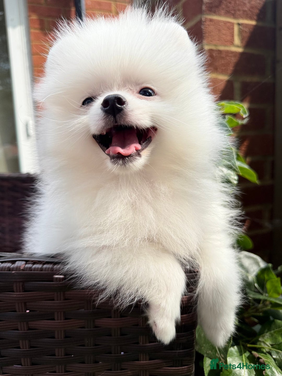 Pomeranian dogs for sale: Pom bears looking for loving homes❤️ - Image 5