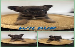 French Bulldog dogs for sale: ⭐️DWKC FLUFFY & FLUFFY CARRIER FRENCHIE PUPPIES ⭐️ in Driffield - Image 10