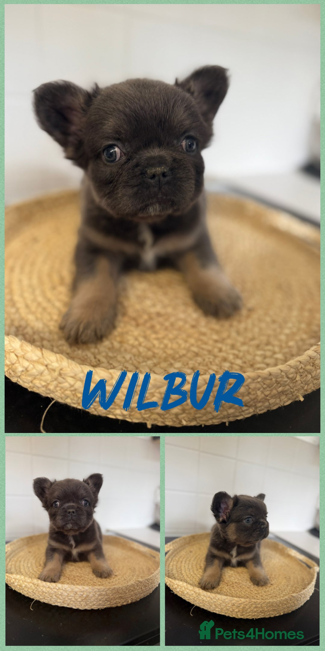 French Bulldog dogs for sale: ⭐️DWKC FLUFFY & FLUFFY CARRIER FRENCHIE PUPPIES ⭐️ in Driffield - Image 10