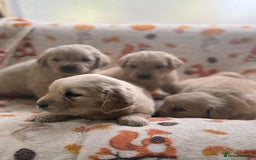 Golden Retriever dogs for sale: 🐾 Adorable 5-Week-Old Golden Retriever Puppies 🐾 - Image 11