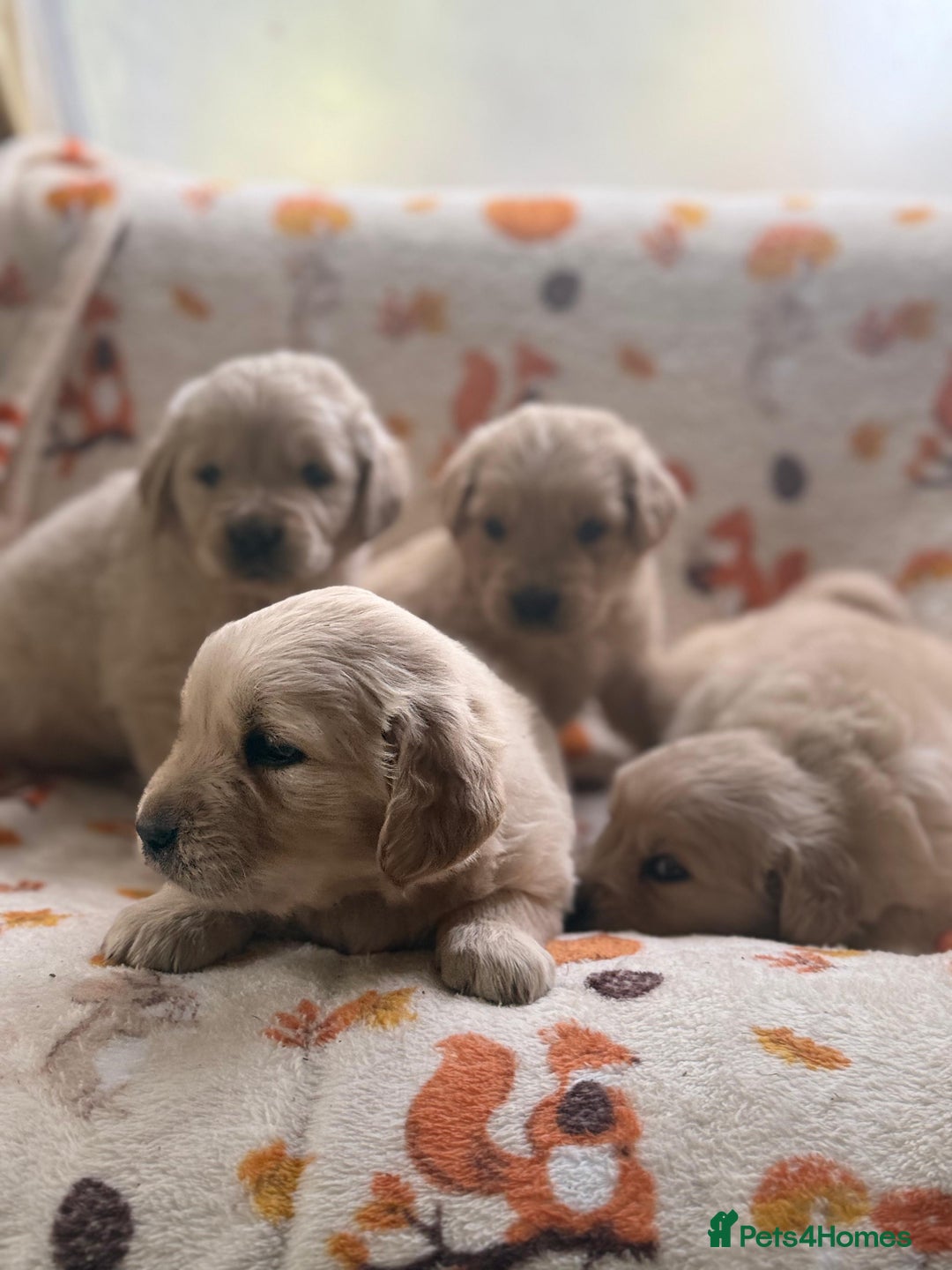 Golden Retriever dogs for sale: 🐾 Adorable 5-Week-Old Golden Retriever Puppies 🐾 - Image 11