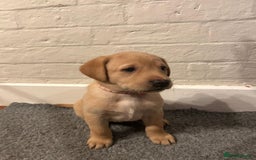 Labrador Retriever dogs for sale: Labrador Retriever – KC Registered - Image 11