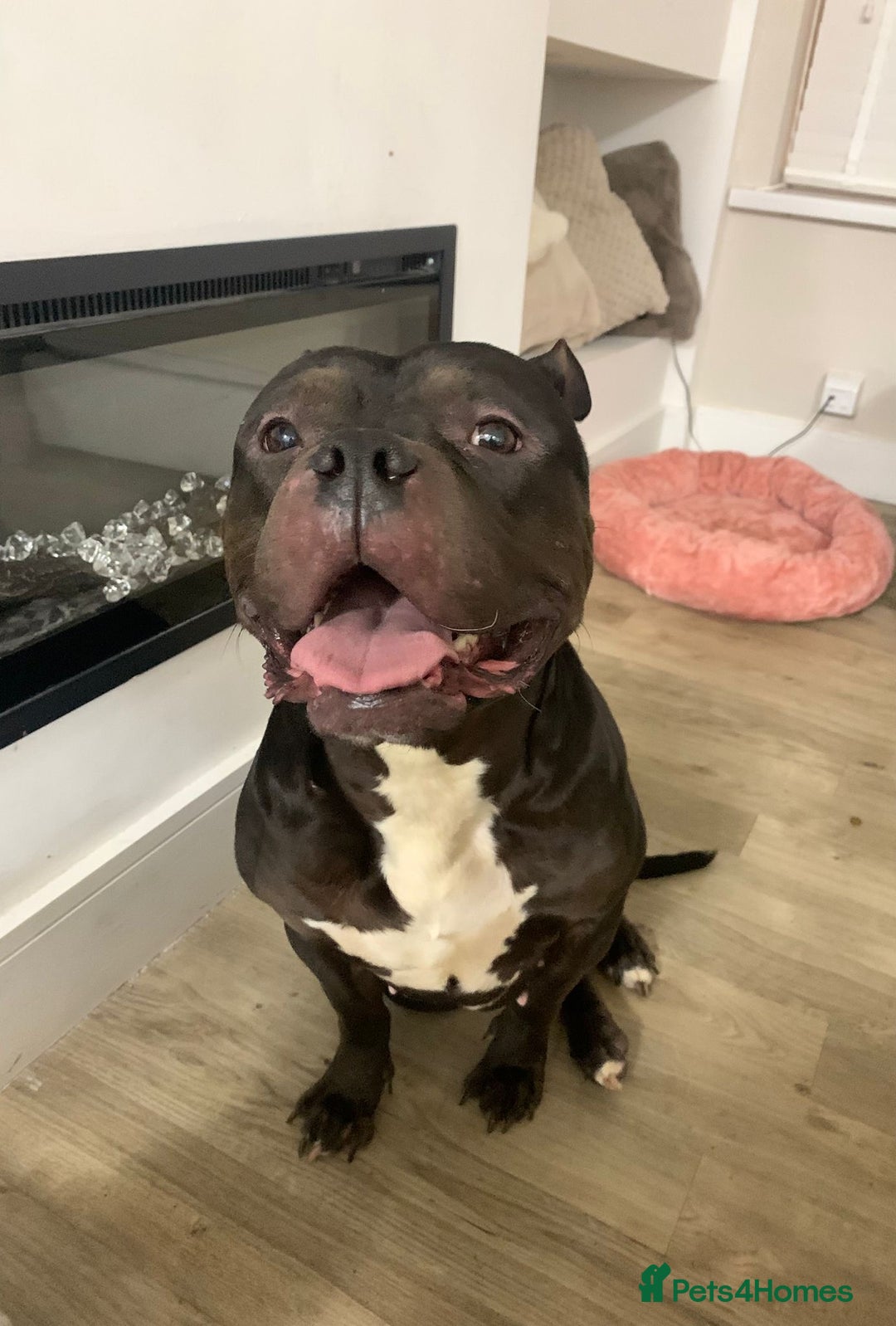 American Bully dogs for adoption: 💔 ABUSED & SEARCHING FOR HELP 💔 TIME RUNNING OUT - Advert 3