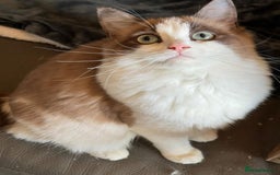Ragdoll cats for sale: Cherubim mink ragdoll girl  - Image 2