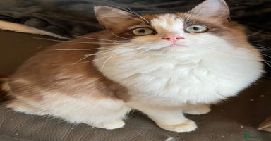 Ragdoll cats - Advert 11