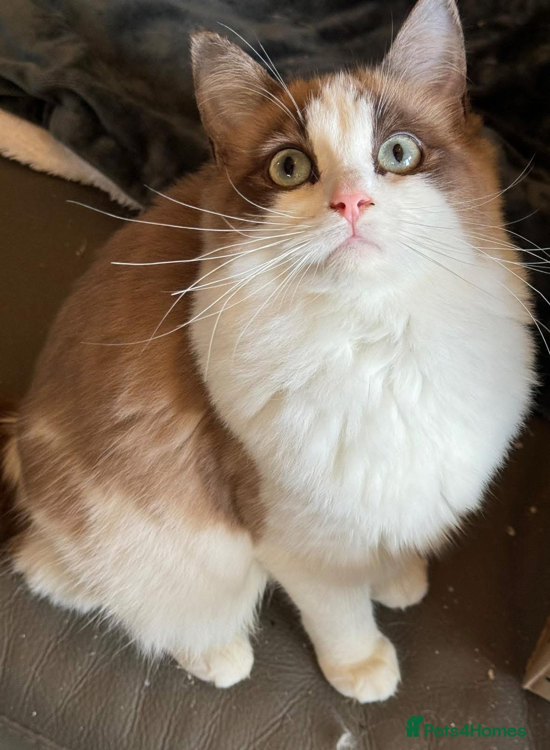 Ragdoll cats for sale: Cherubim mink ragdoll girl  - Image 2