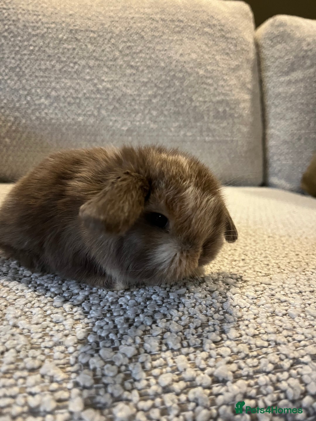 Mini Lop rabbits for sale: Mini lop baby buns  - Advert 3