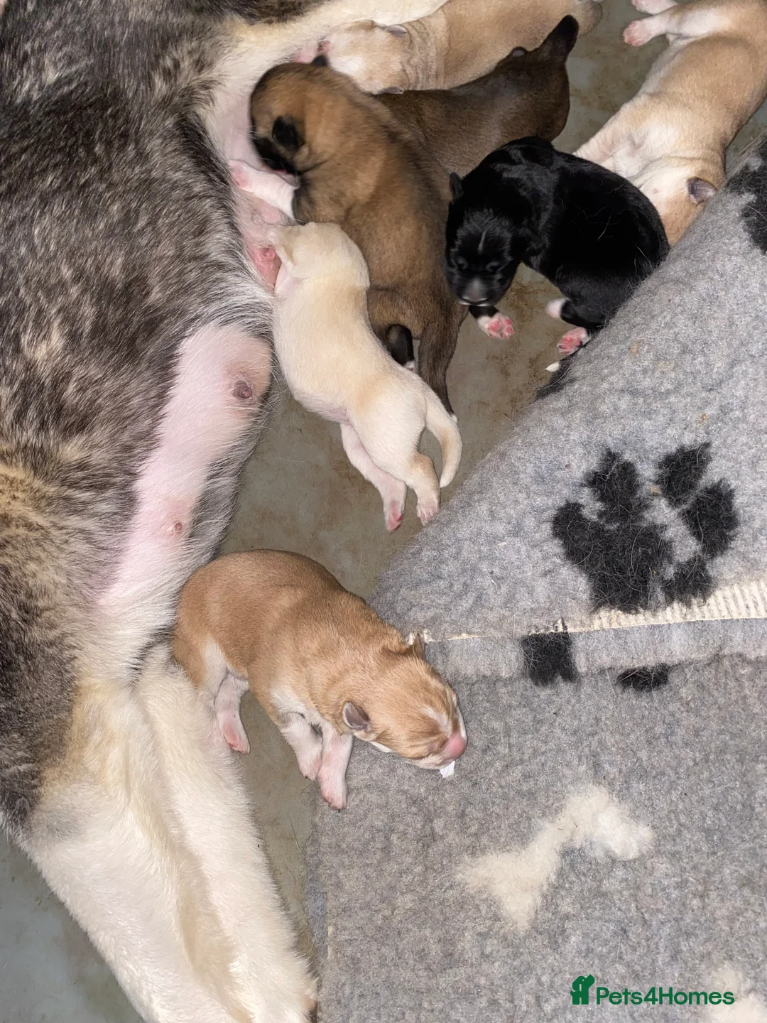 Shepsky dogs for sale: Husky cross German shepherd  - Advert 5