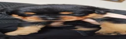 Rottweiler dogs for sale: ROTTWEILER PUPS- ALL RESERVED  - Advert 5