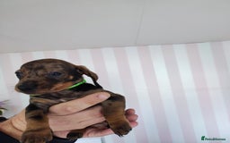 Dachshund dogs for sale: Adorable miniature dachshunds - Image 12