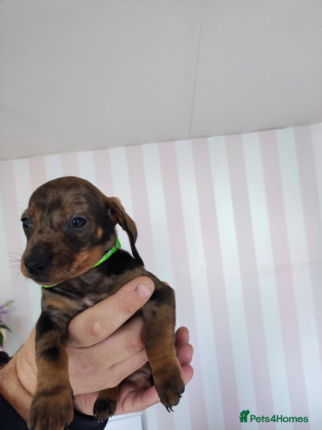 Dachshund dogs for sale: Adorable miniature dachshunds - Image 12