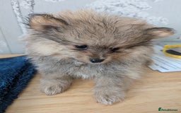Pomeranian dogs for sale: Beautiful pups - Image 23