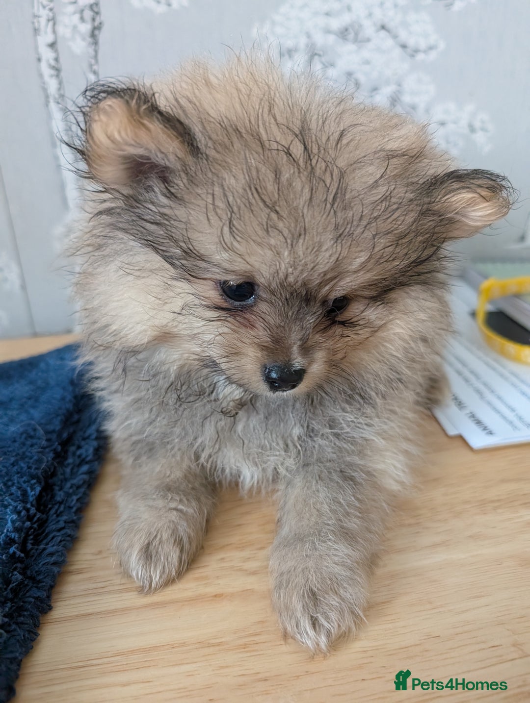 Pomeranian dogs for sale: Beautiful pups - Image 23
