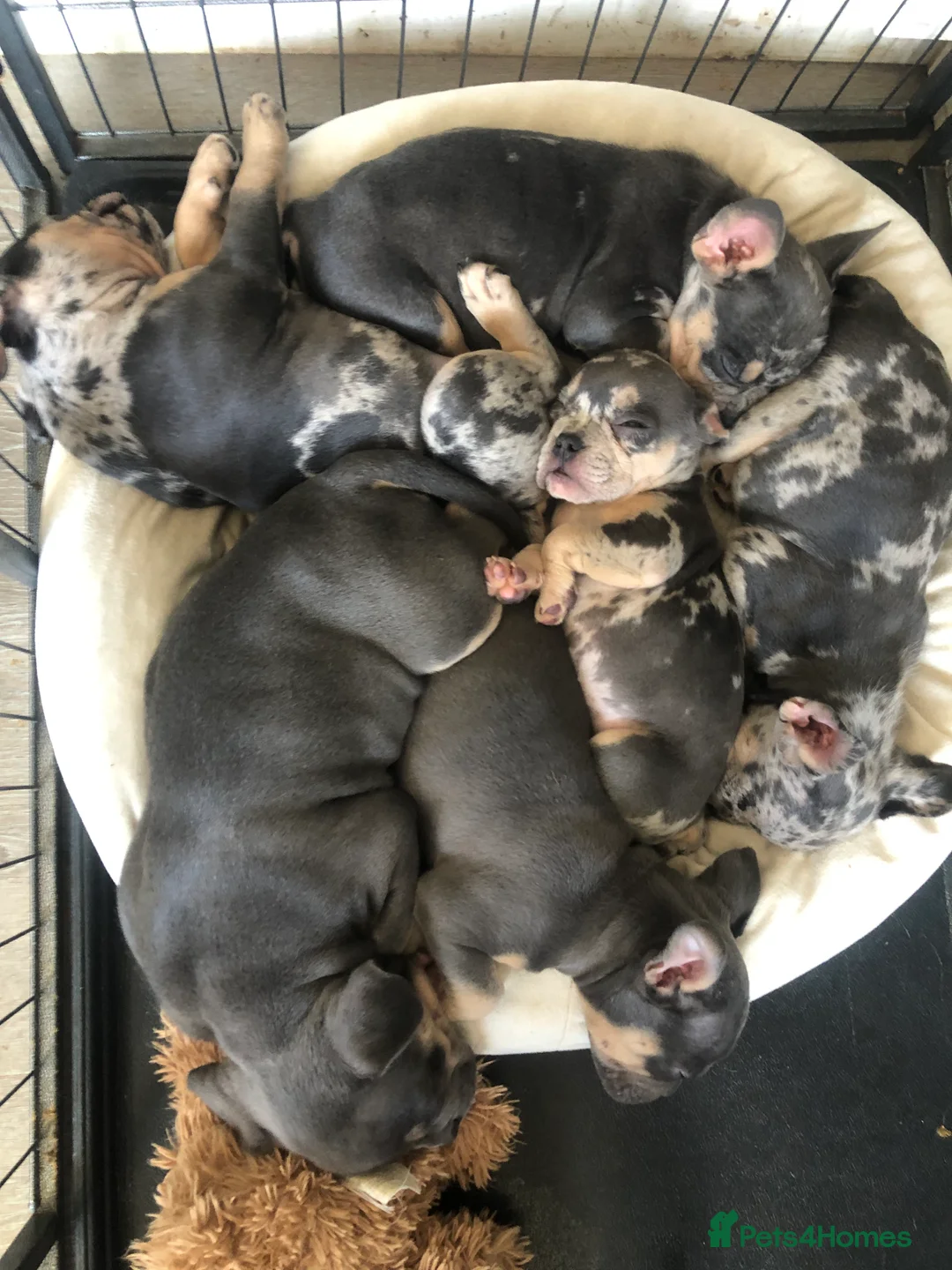 American Bully dogs for stud: ABKC REGISTERED POCKET BULLY STUD in Waterlooville - Advert 9