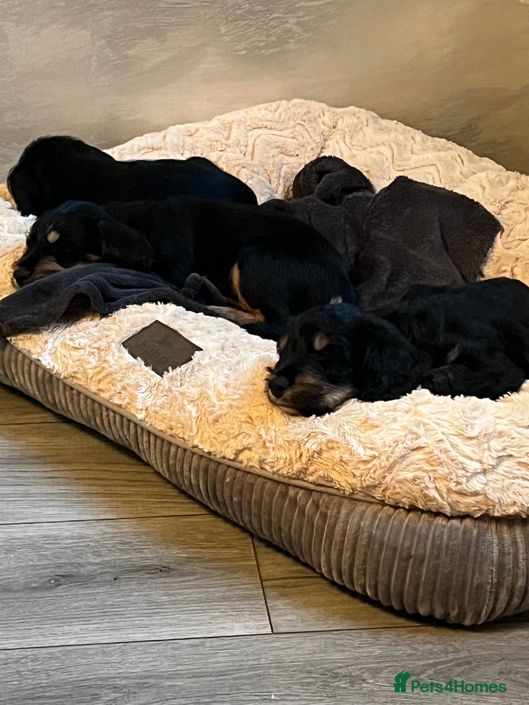 Mixed Breed dogs for sale: Sprocker puppy’s  - Image 7