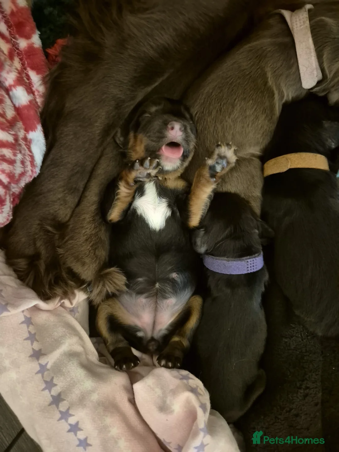 Sprocker dogs for sale: Exceptional home reared sprocker spaniel puppies.  - Advert 11