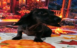 Miniature Dachshund dogs for sale: Fully vac RAINBOW MIX MINI DAXI KC REG PRA CLR - Image 8