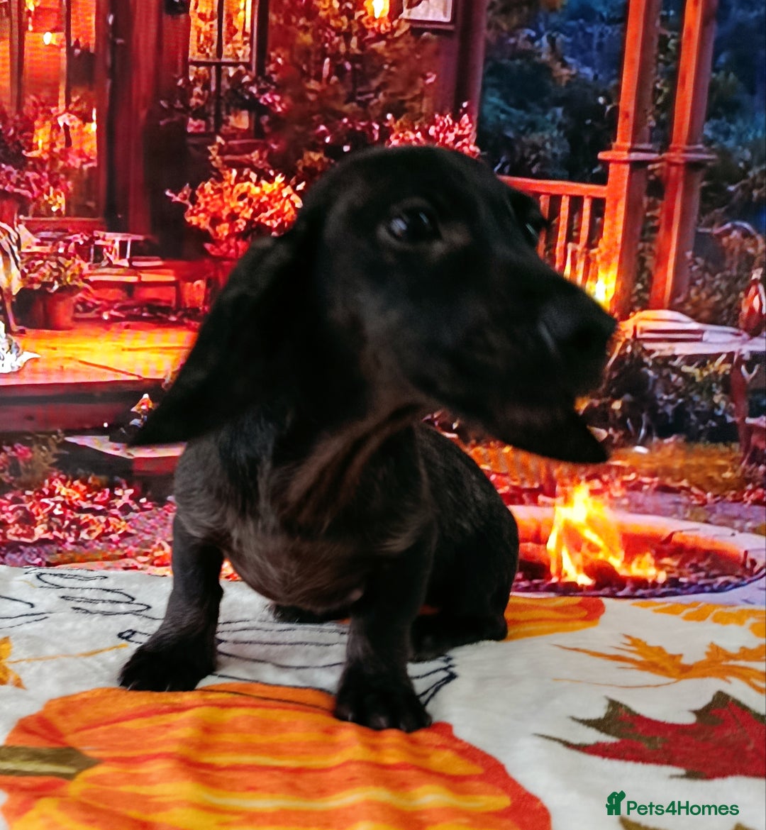 Miniature Dachshund dogs for sale: Fully vac RAINBOW MIX MINI DAXI KC REG PRA CLR - Image 8