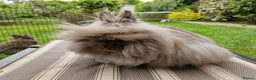 Lionhead rabbits for sale: Purebred Lionhead Baby Rabbit - Advert 5