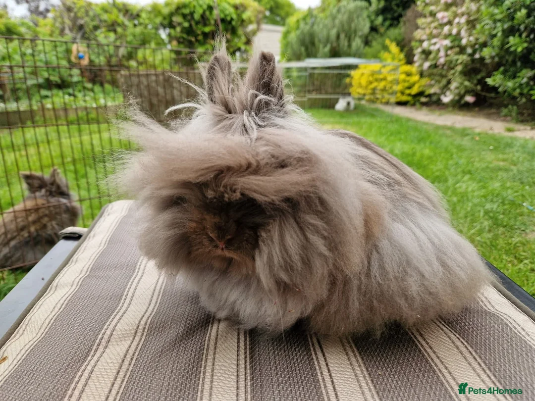 Lionhead rabbits for sale: Purebred Lionhead Baby Rabbit - Advert 5