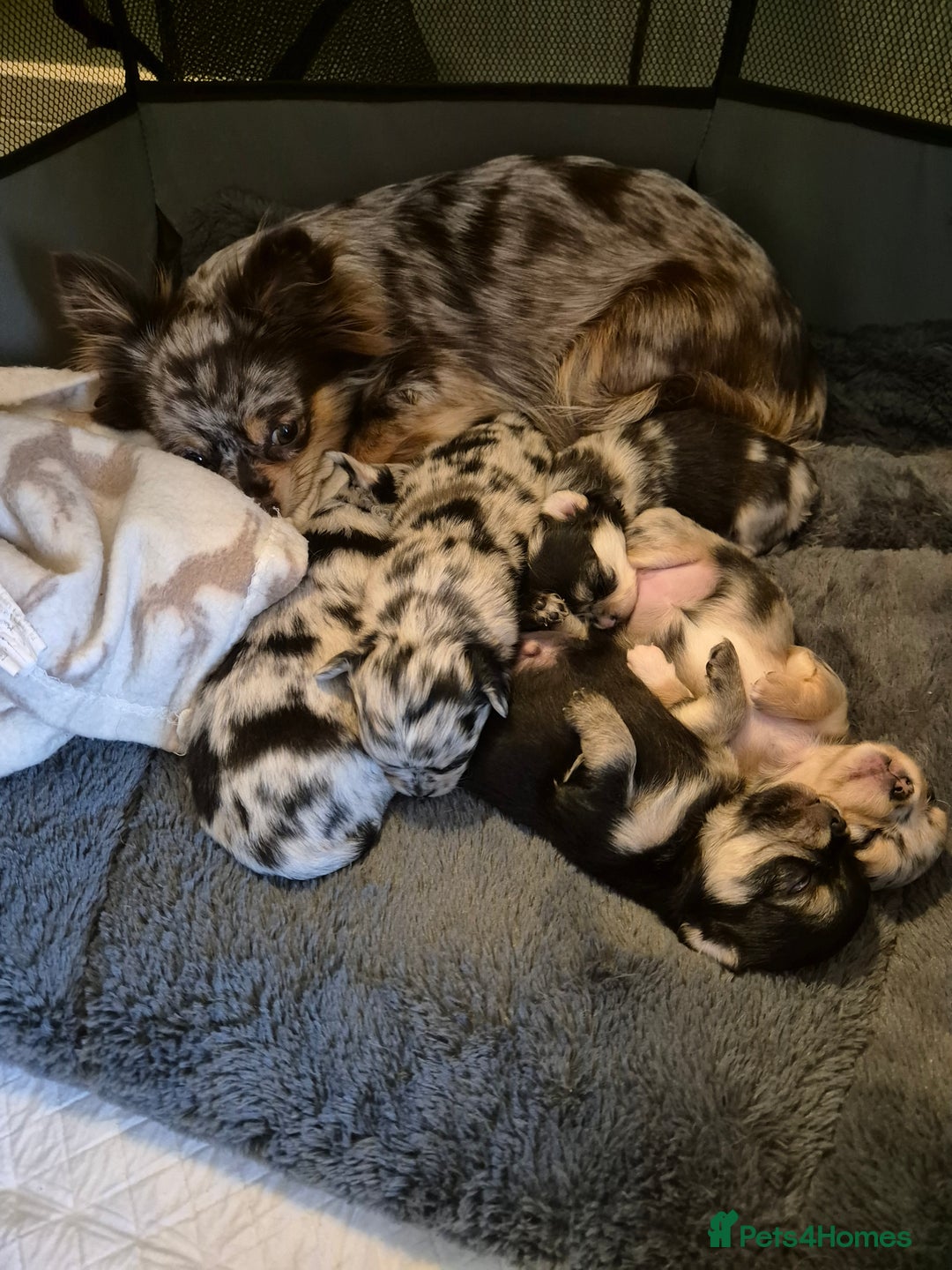 Chihuahua dogs for sale: Chihuahua Females - Merle - Image 14