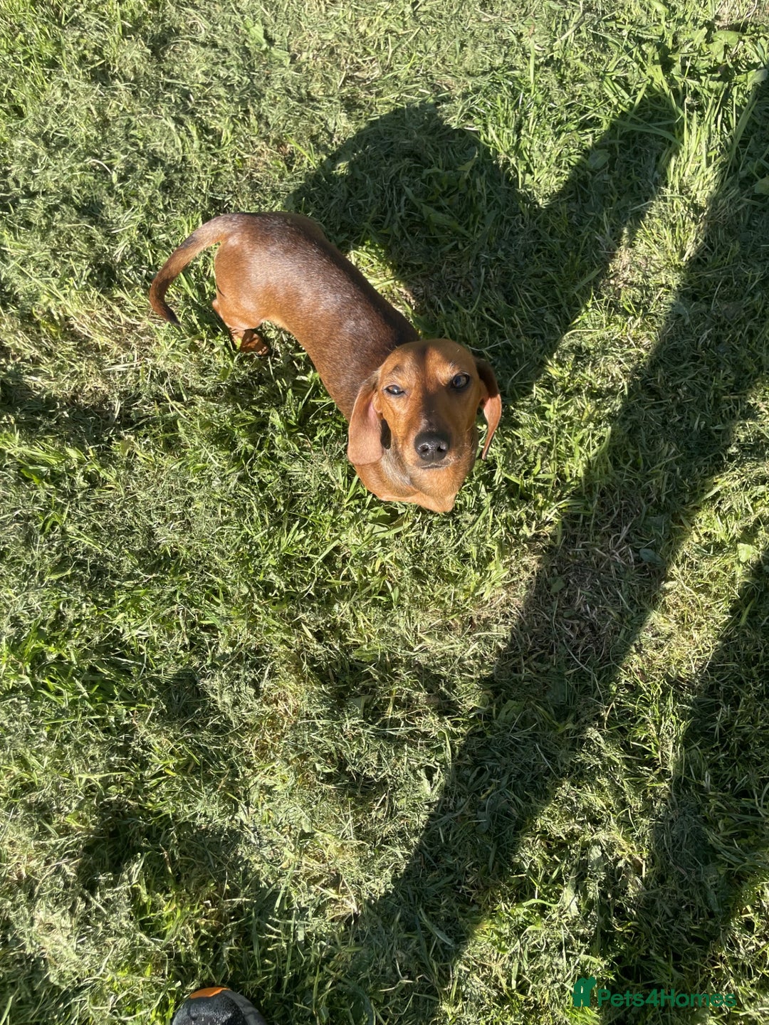 Miniature Dachshund dogs for sale: Mini Dachshund Puppies - Advert 2