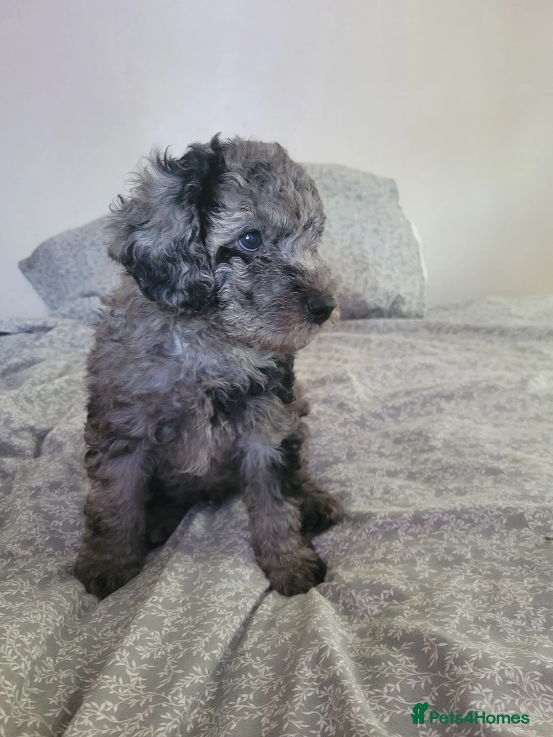 Cockapoo dogs for sale: Cockapoo puppies  - Advert 1