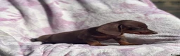 Miniature Dachshund dogs for sale: Miniature smooth coat dachshund puppies - Advert 9