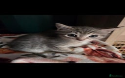 Mixed Breed cats for sale: Kittens ready now  - Image 1