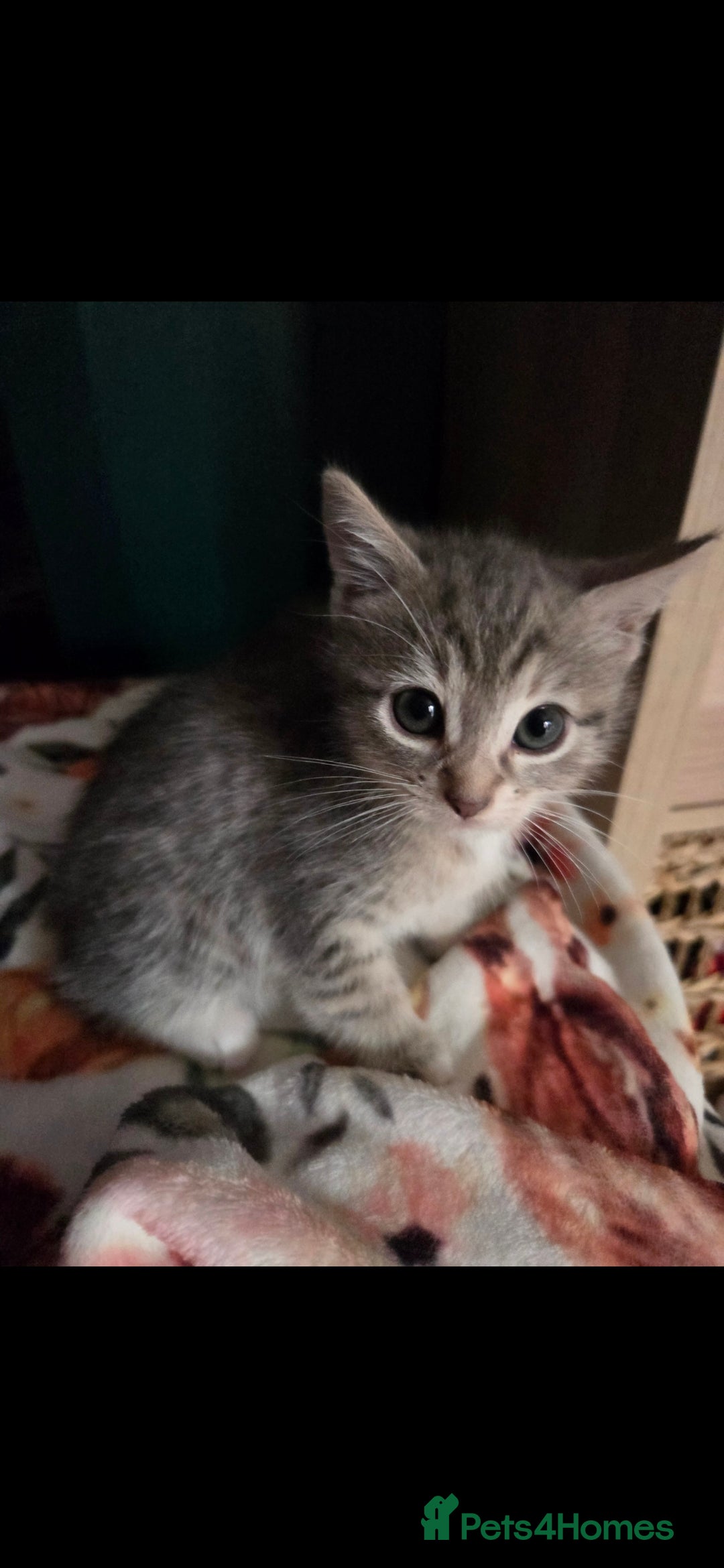Mixed Breed cats for sale: Kittens ready now  - Image 1
