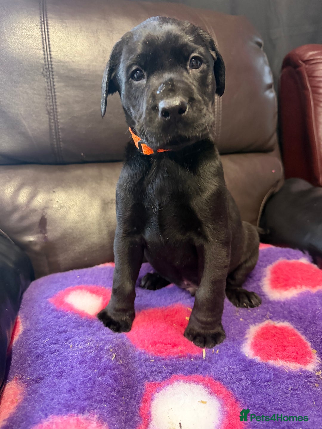 Labrador Retriever dogs for sale: Labradors 6 chunky black boys and 1 little girl - Advert 7