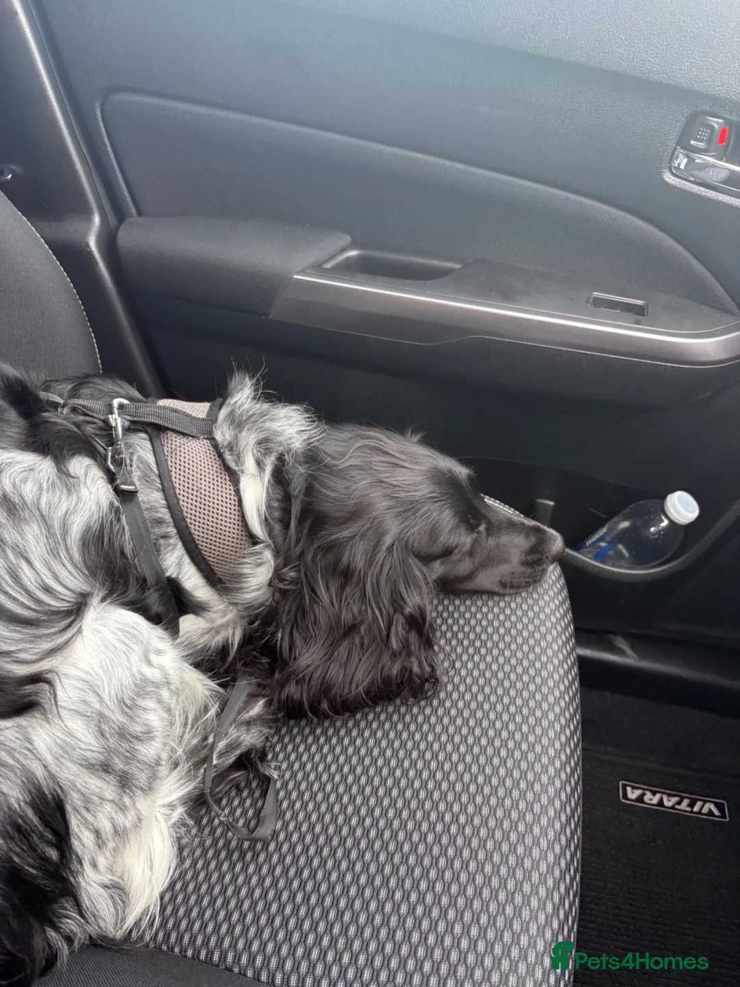 English Springer Spaniel dogs for sale: Springer spaniel puppies - Advert 8