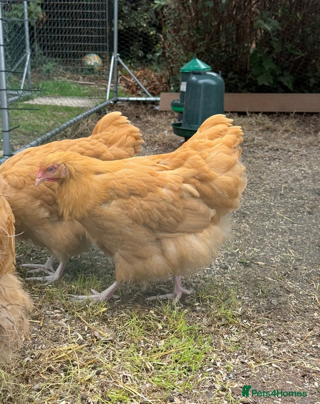 Chickens poultry for sale: Trio of show quality buff Orpington’s  - Advert 4