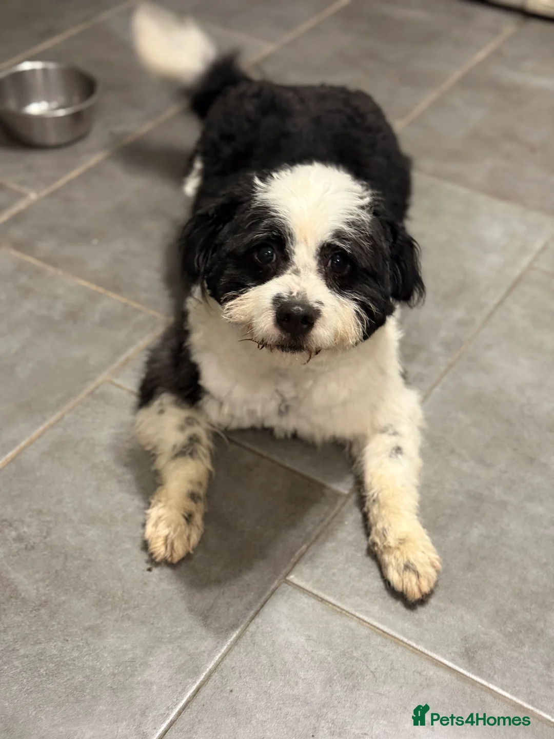 Mixed Breed dogs for adoption: Cute Teddy looking for True Love  - Advert 21