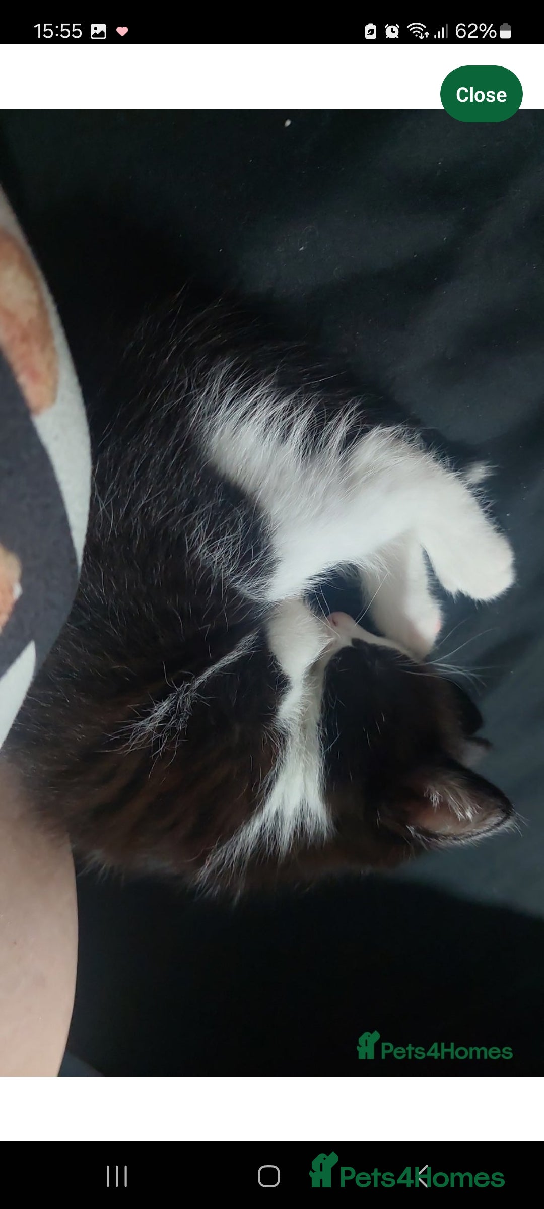 Turkish Van cats for sale: Kittens for sale  - Image 5