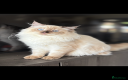 Ragdoll cats for sale: TICA DNA tested 5 Gen Pedigree  - Image 4
