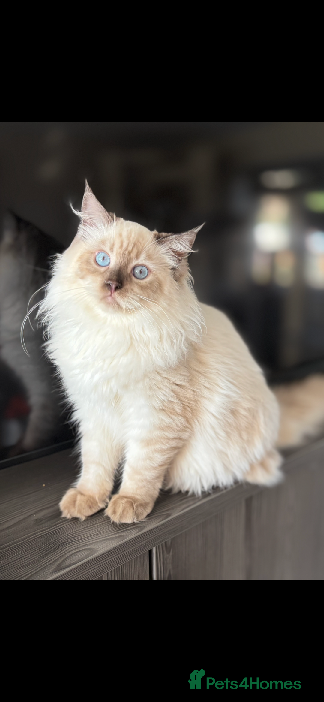 Ragdoll cats for sale: TICA DNA tested 5 Gen Pedigree  - Image 4