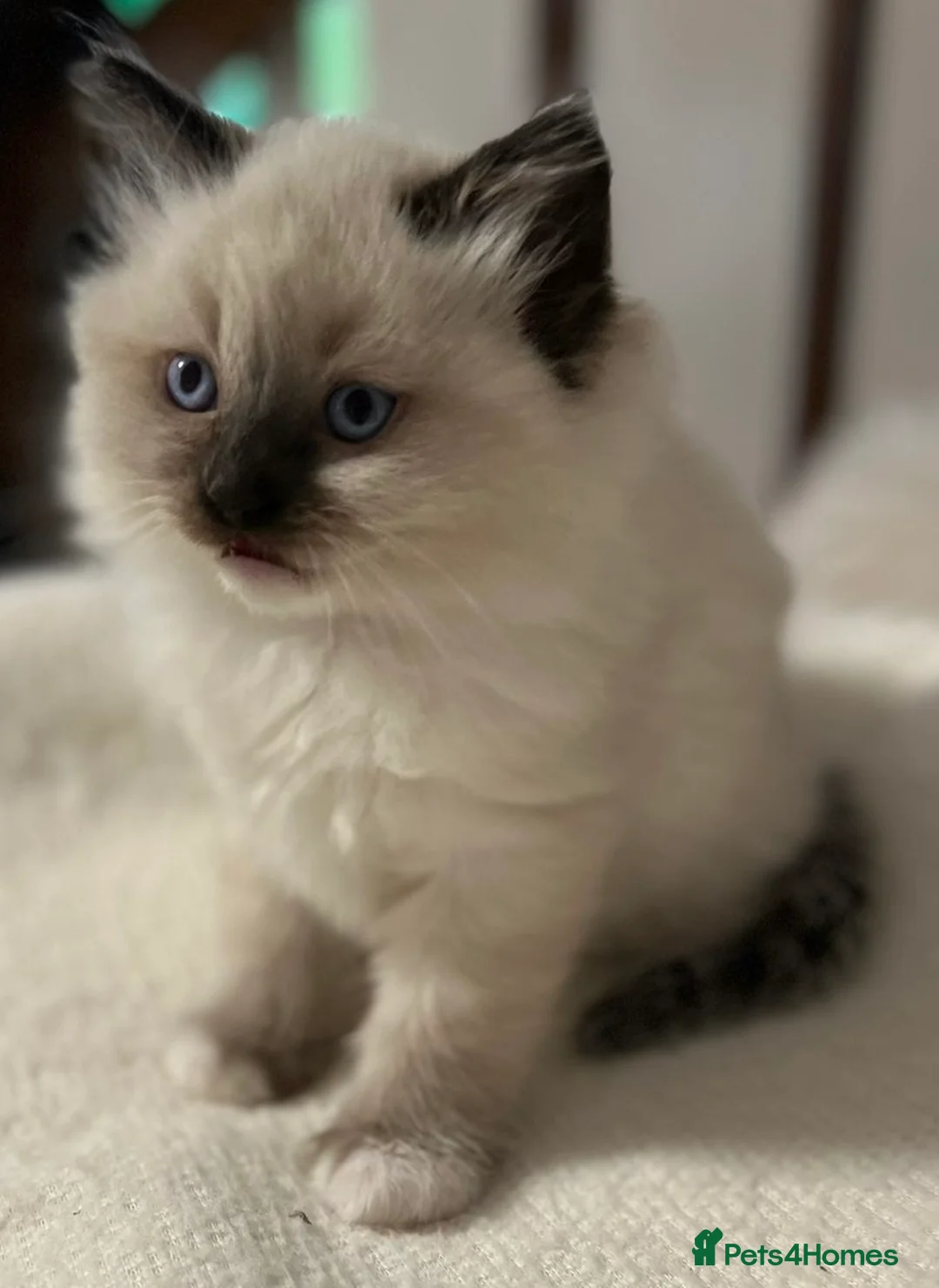 Ragdoll cats for sale: Ragdoll Kittens - Advert 15