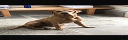 Labrador Retriever dogs for stud: “Yellow Valey”  in Cheltenham - Advert 9