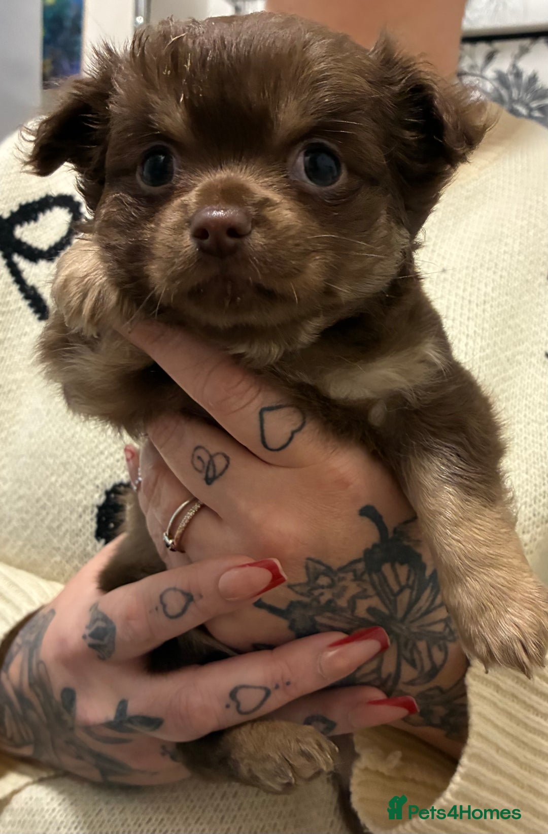 Chihuahua dogs for sale: Chihuahua - Advert 5