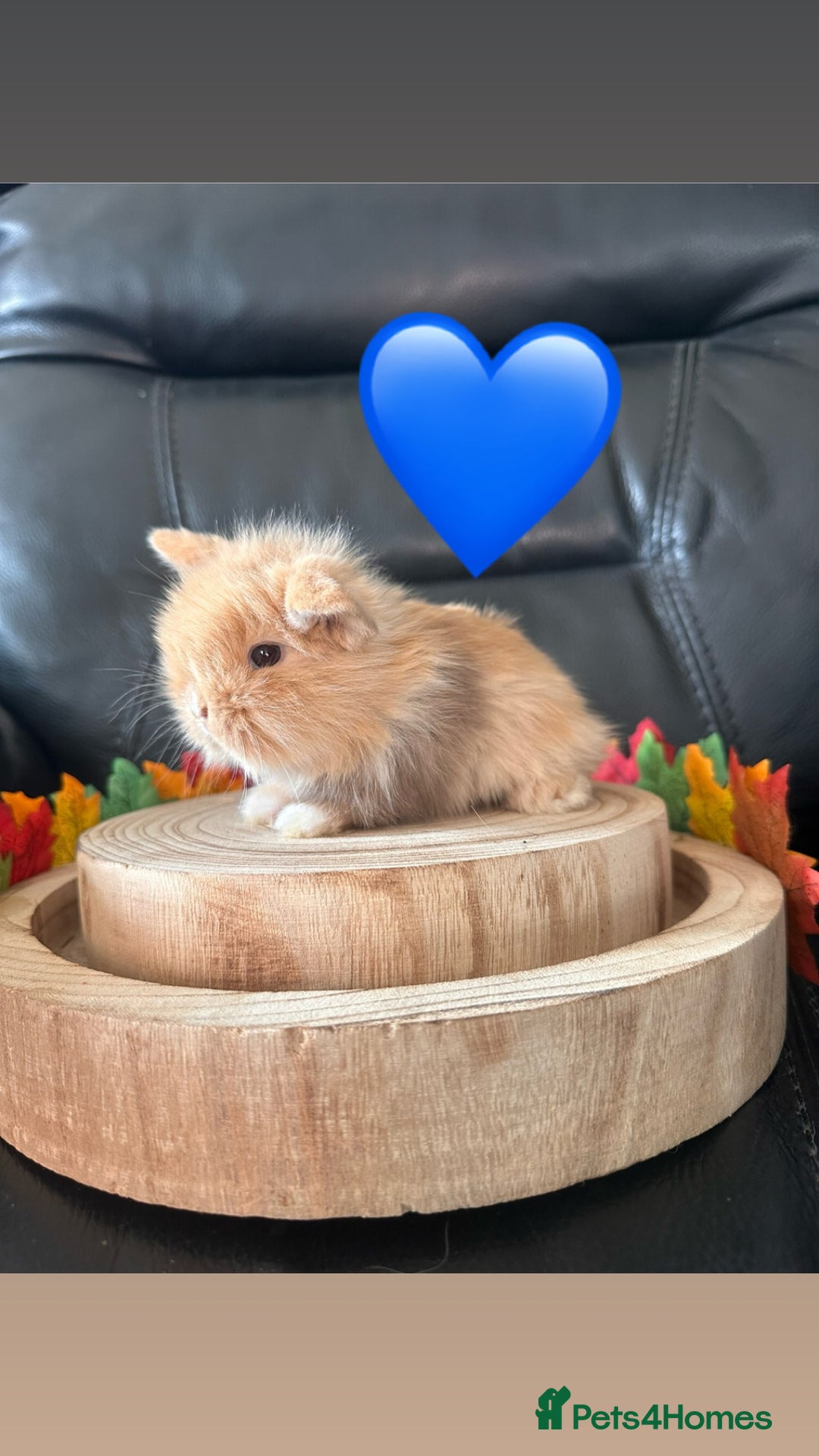 Mini Lop rabbits for sale: Mini lop lion heads  - Advert 6