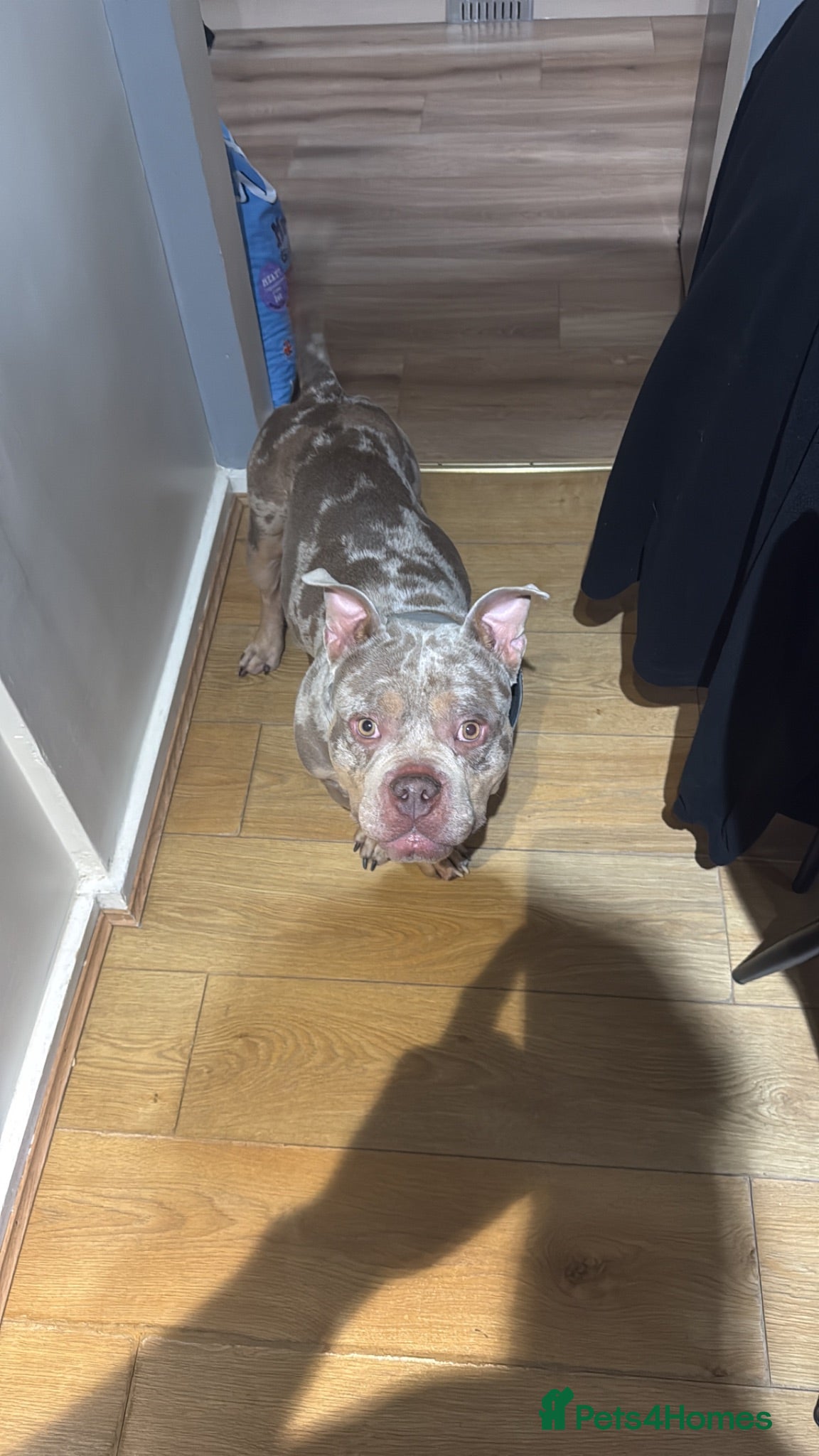 American Bully dogs Beautiful Bruce  - Advert 2