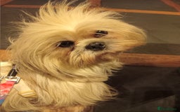 Lhasa Apso dogs for sale: Beautiful lasagne Apso girl - Advert 1