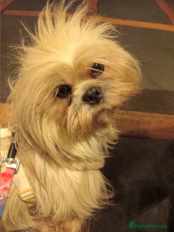 Lhasa Apso dogs Beautiful lasagne Apso girl - Advert 1