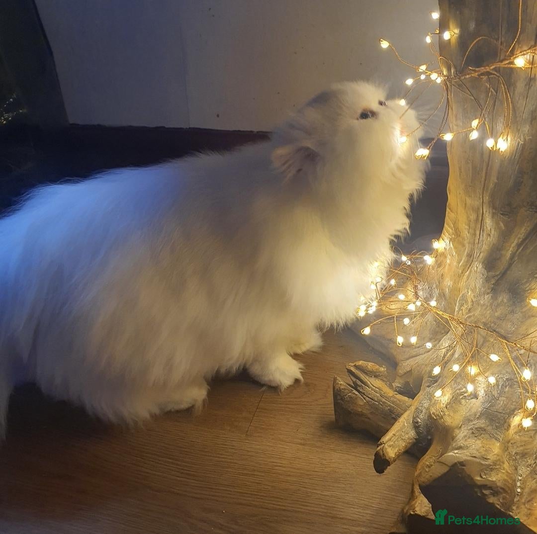 Persian cats for sale: Gccf registered pure Persian female - Advert 2