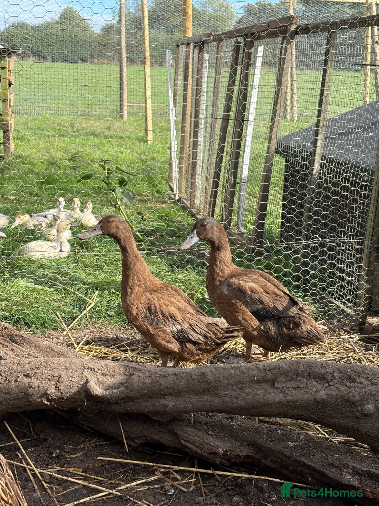 Chickens poultry Khaki Campbells - Advert 16